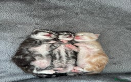 Maine Coon cats for sale: 3 beautiful Maine coon babies READY NOVEMBER - Image 1
