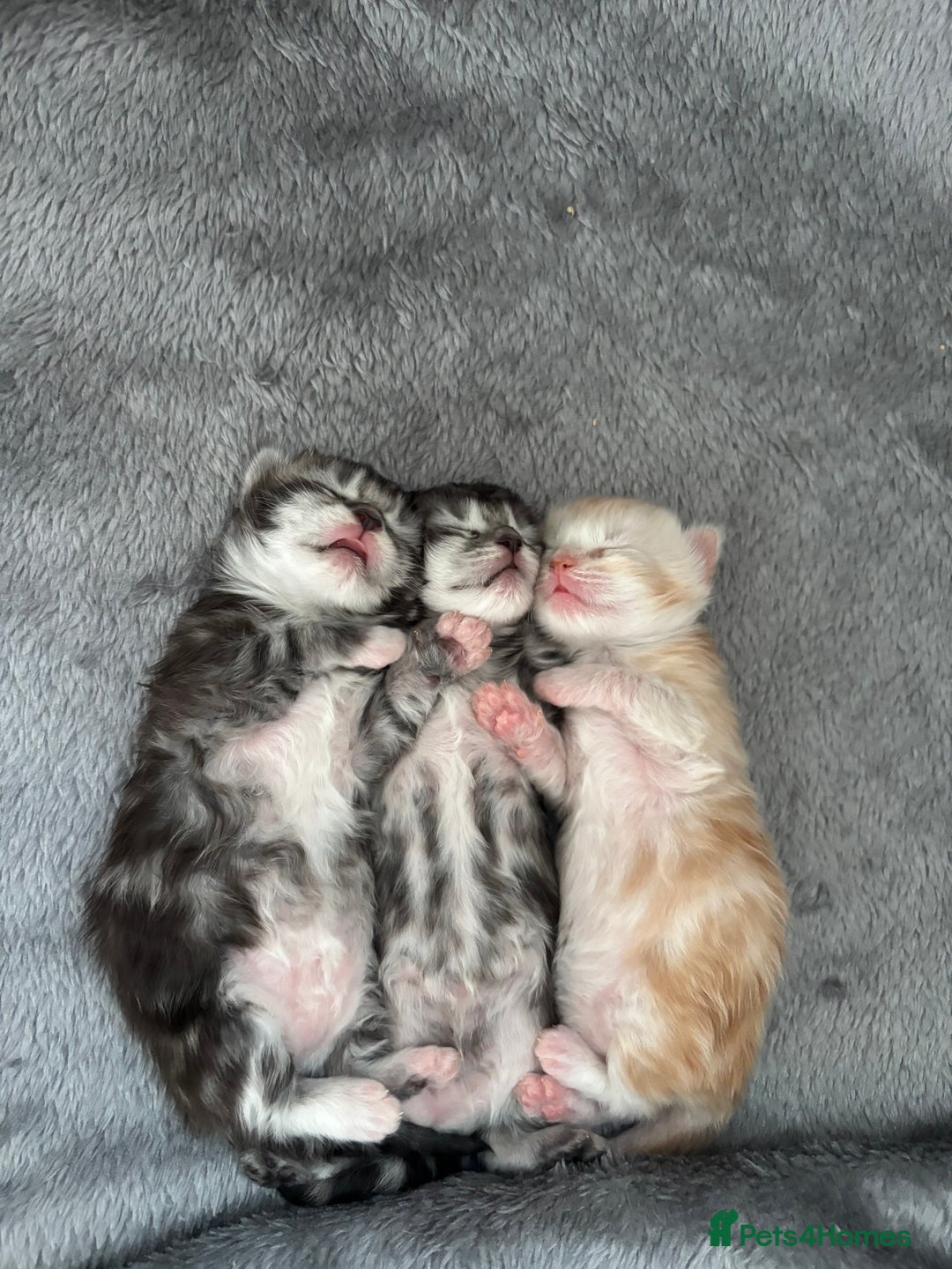 Maine Coon cats for sale: 3 beautiful Maine coon babies READY NOVEMBER - Image 1