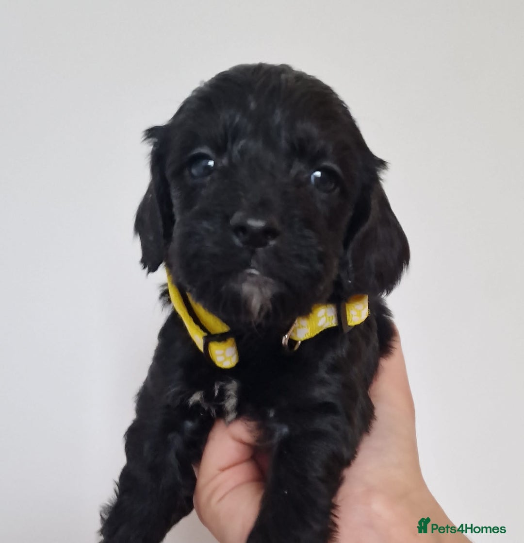 Cockapoo dogs for sale: F1 Cokerpoo puppies  - Advert 15