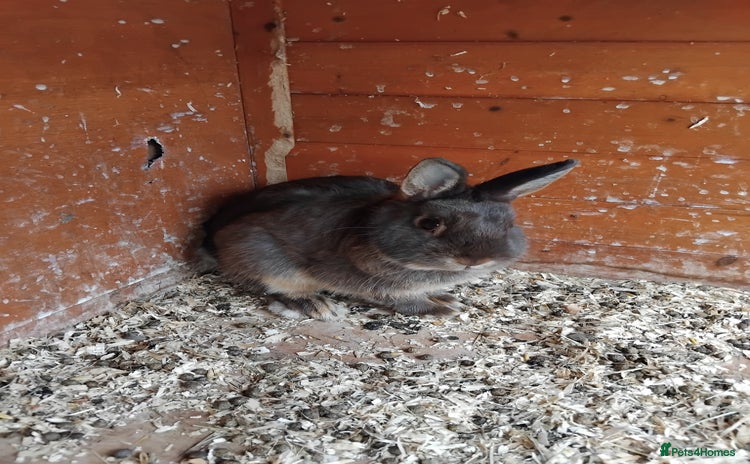 Netherland Dwarf rabbits - Advert 7