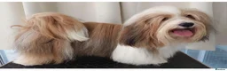 Havanese dogs for sale: Pure Havanese beauties  - Advert 7