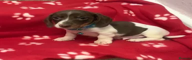 Miniature Dachshund 3