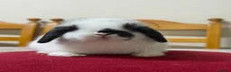 Netherland Dwarf rabbits for sale: Two netherland dwarfs and a mini lop - Advert 1