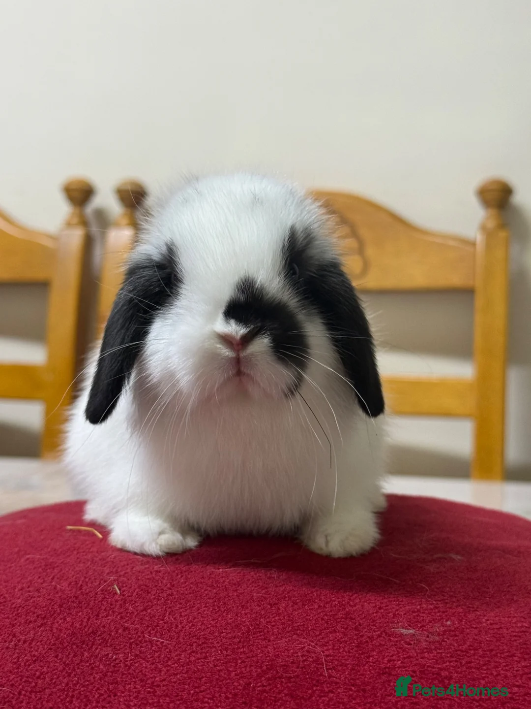 Netherland Dwarf rabbits for sale: Two netherland dwarfs and a mini lop - Advert 1