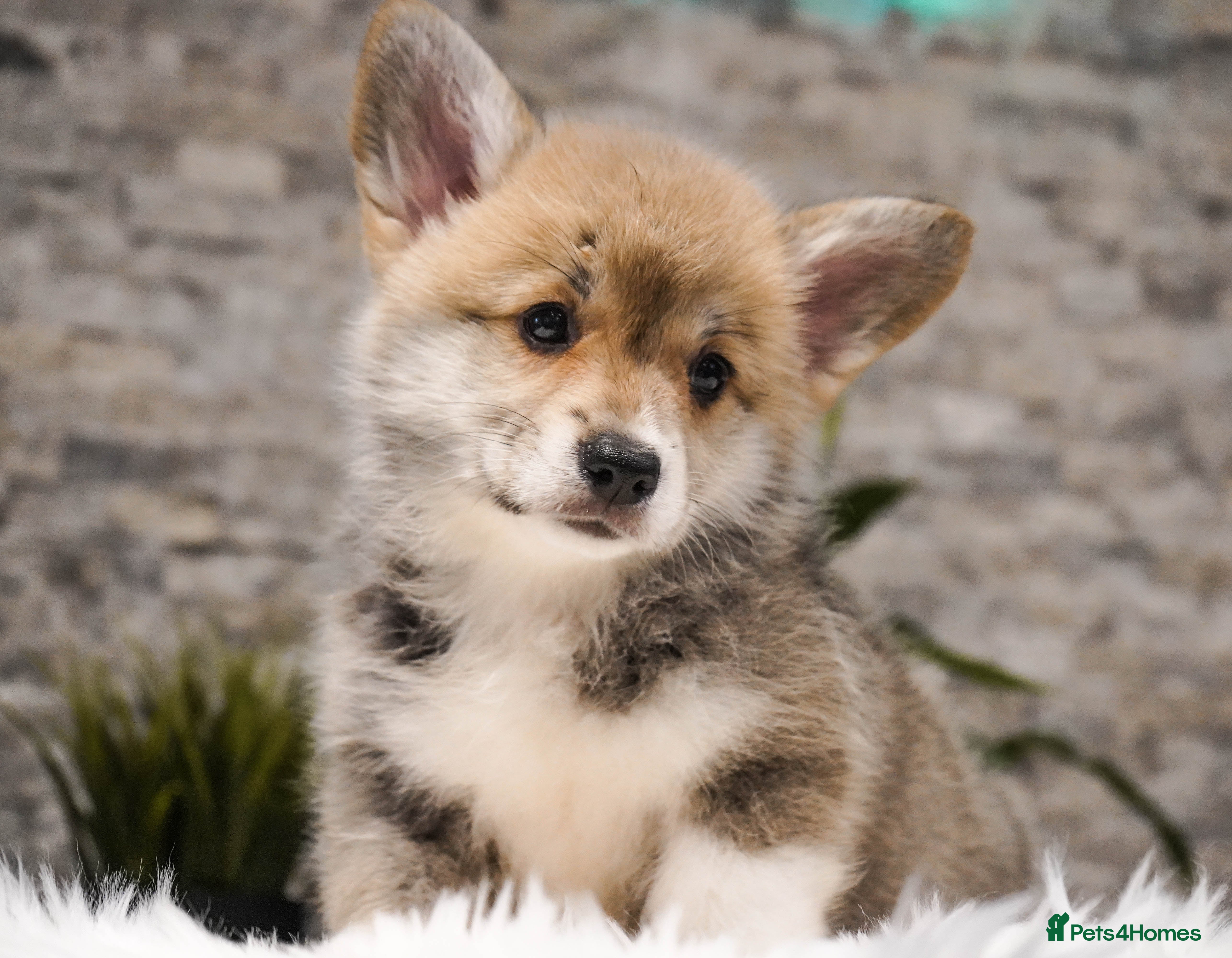 Welsh Corgi Pembroke dogs Welsh Corgi (Pembroke) - Advert 4