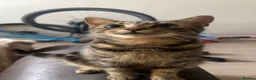 Mixed Breed cats for sale: 3 adorable tabby boys  - Advert 1
