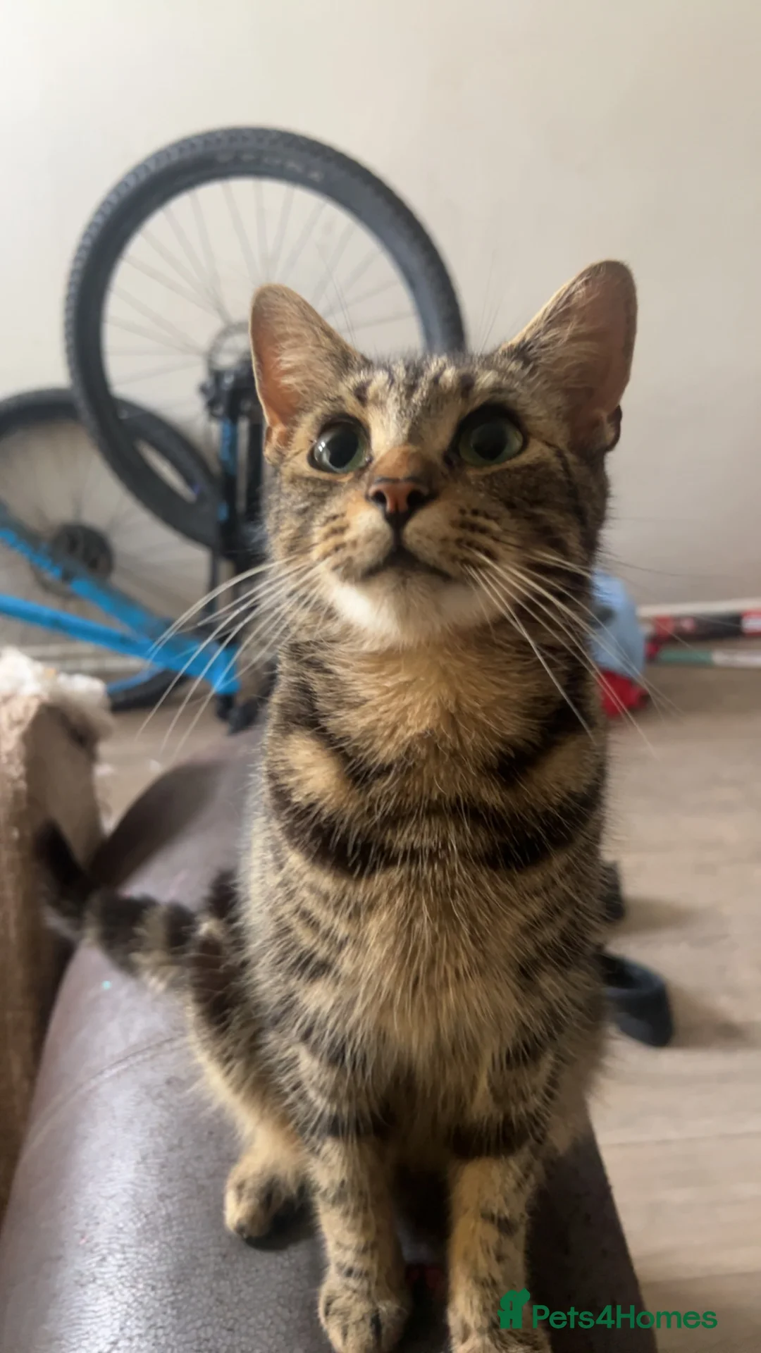 Mixed Breed cats for sale: 3 adorable tabby boys  - Advert 1