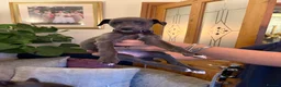 Whippet dogs for sale: Whippet puppies for sale - Advert 4