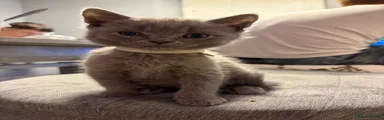 British Shorthair 5