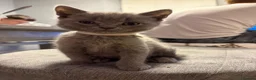 British Shorthair cats for sale: Beauty Blue British Shorthair champion bloodline - Advert 11