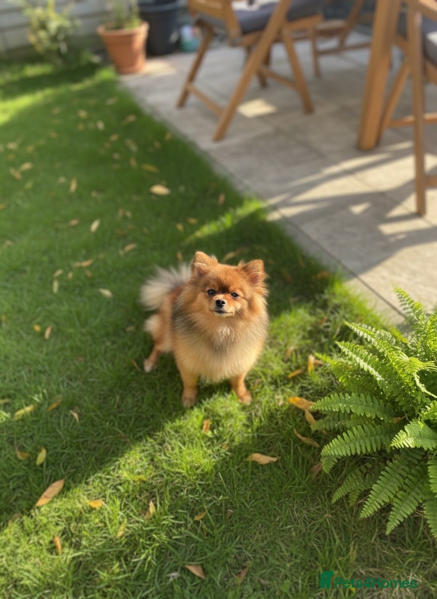 Pomeranian dogs Orange Sable Pomeranian Girl - Advert 20