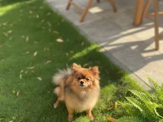 Pomeranian dogs Orange Sable Pomeranian Girl - Advert 20