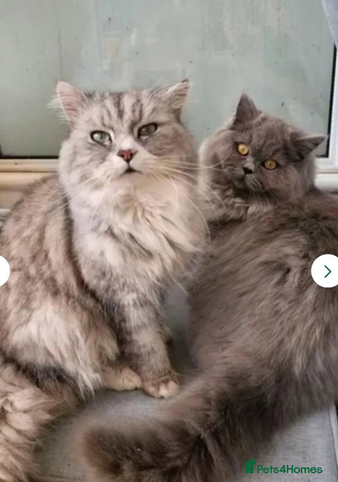 British Longhair cats for sale: British longhair mix fluffy kittens  - Advert 3