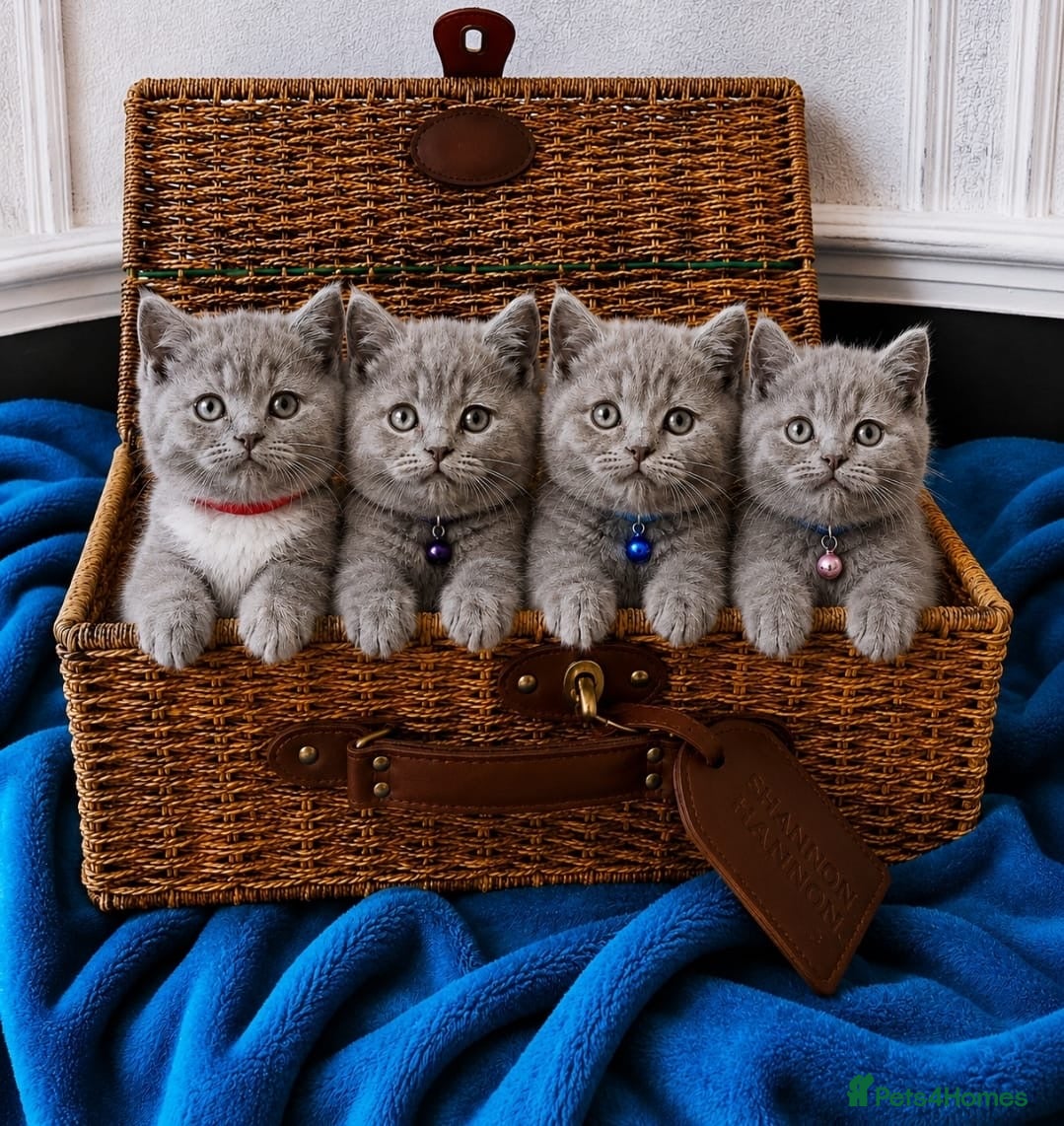British Shorthair cats British shorthair kittens for sale - Advert 1
