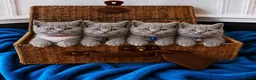 British Shorthair cats for sale: British shorthair kittens for sale - Advert 1