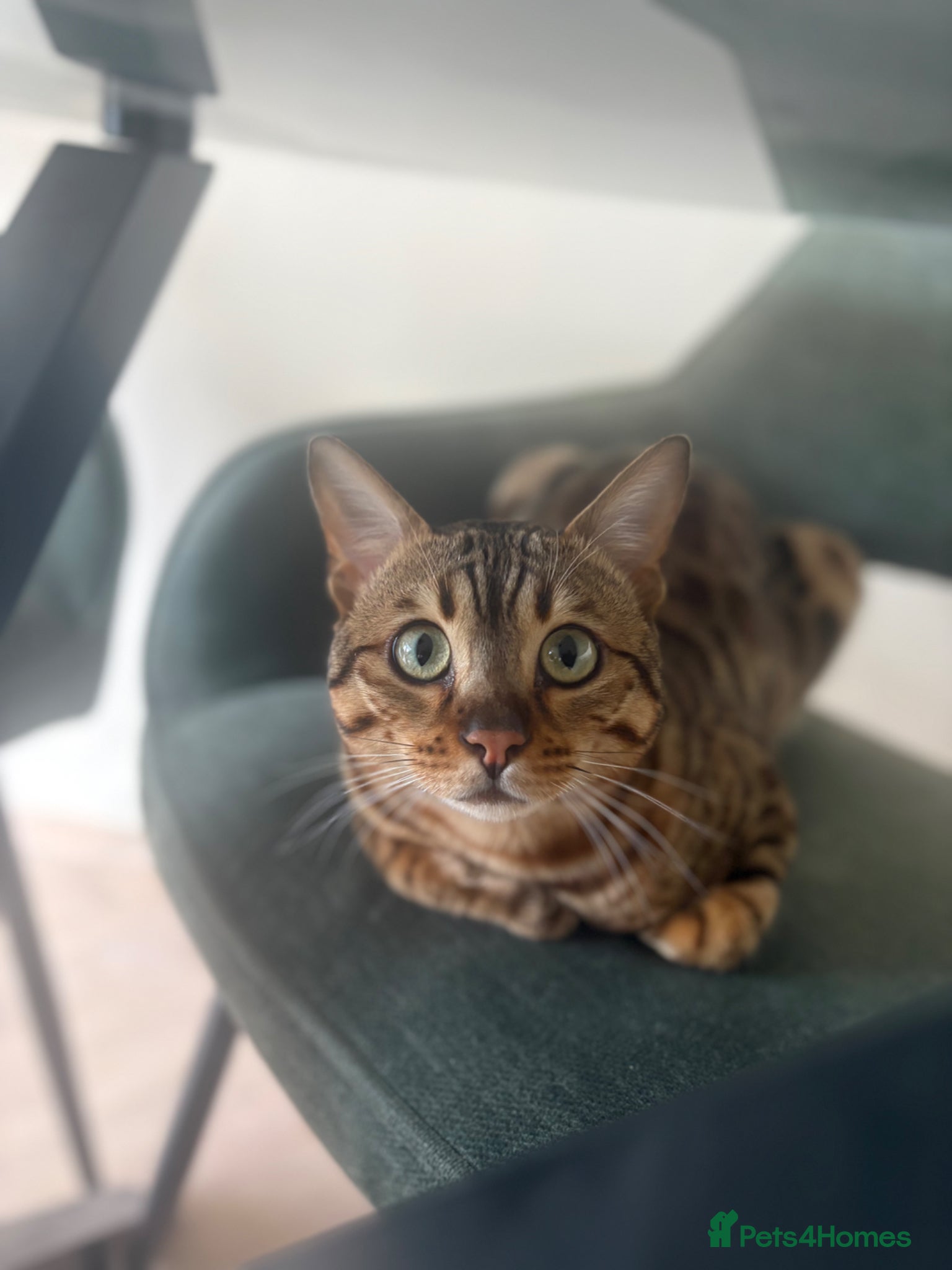 Bengal cats Beautiful bengal boy - 11 months old  - Advert 5