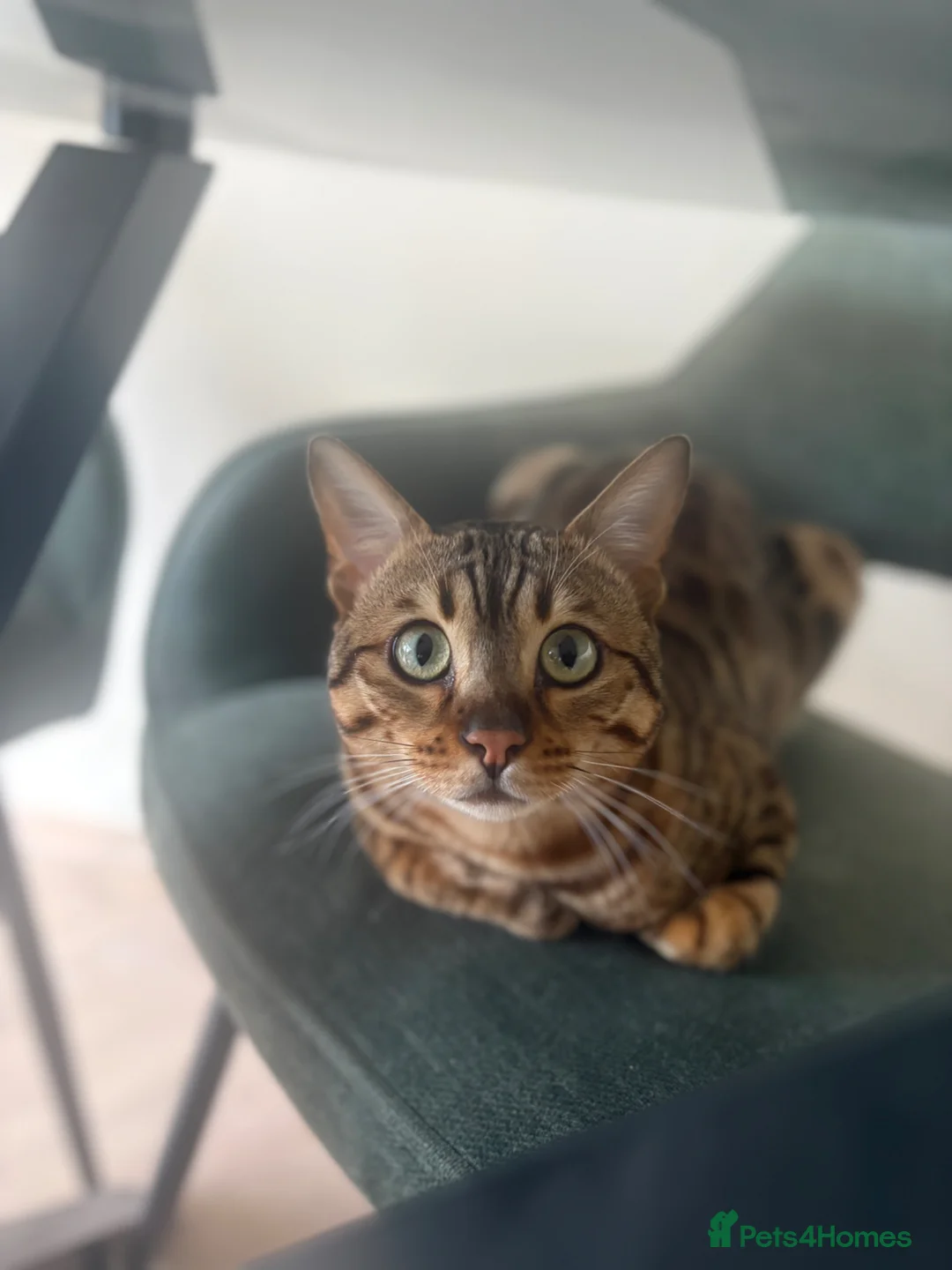 Bengal cats for sale: Beautiful bengal boy - 11 months old  in Birmingham - Advert 1