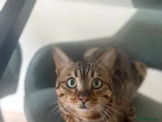 Bengal cats Beautiful bengal boy - 11 months old - Advert 5