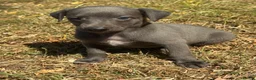 Whippet dogs for sale: KC REG BLUE WHIPPETS BVA AND HEART TESTED PARENTS - Advert 6