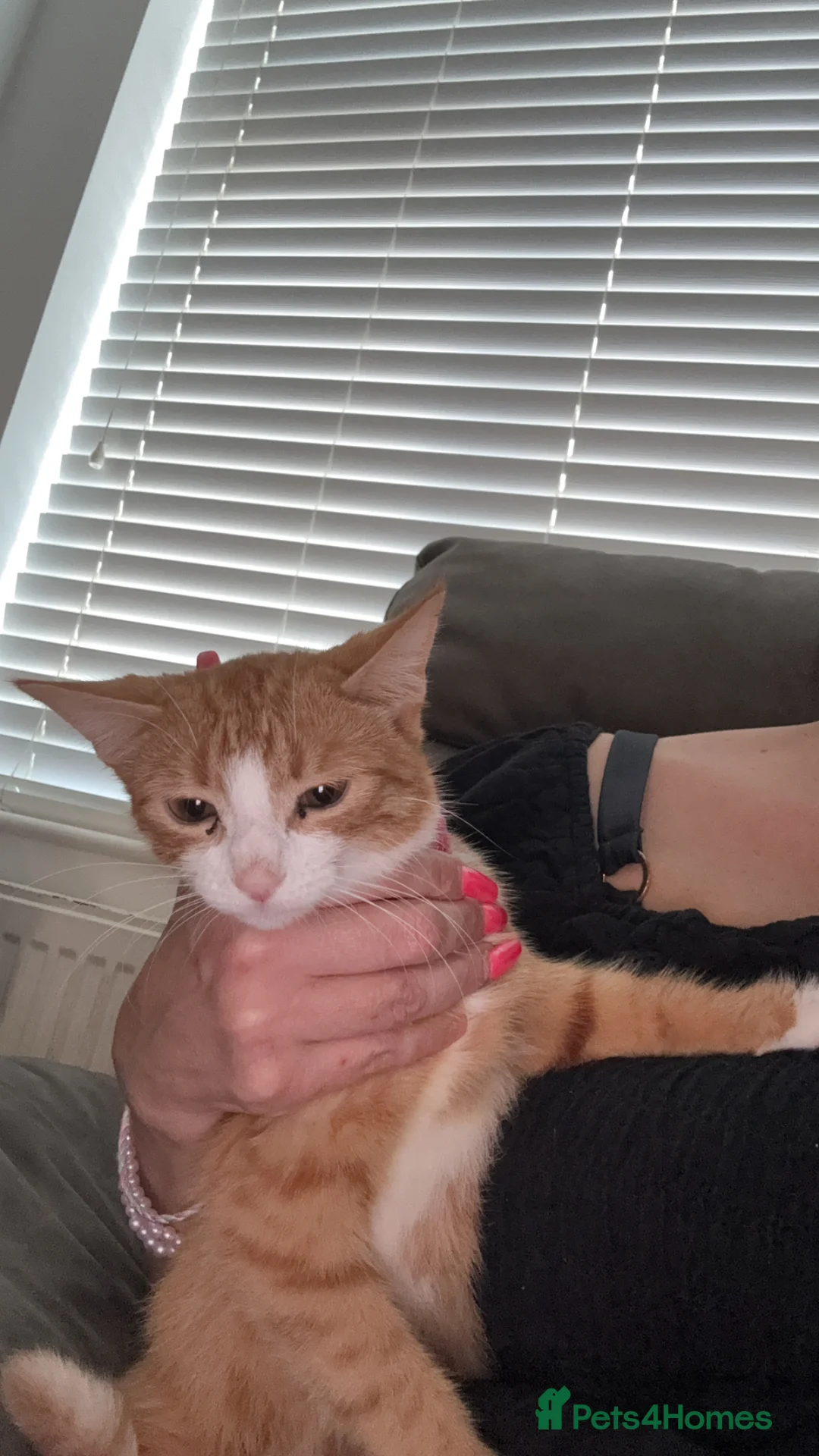 Mixed Breed cats for sale: Gorgeous ginger girl looking for a forever home - Advert 2