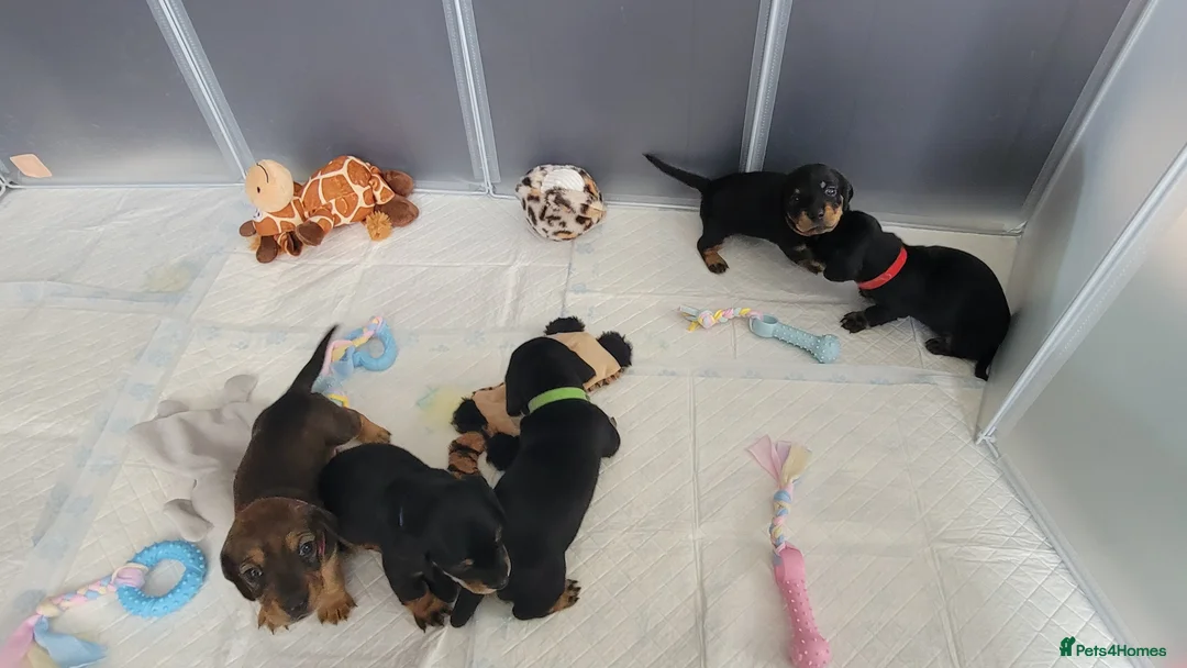 Miniature Dachshund dogs for sale: Dachshund puppies - Advert 2