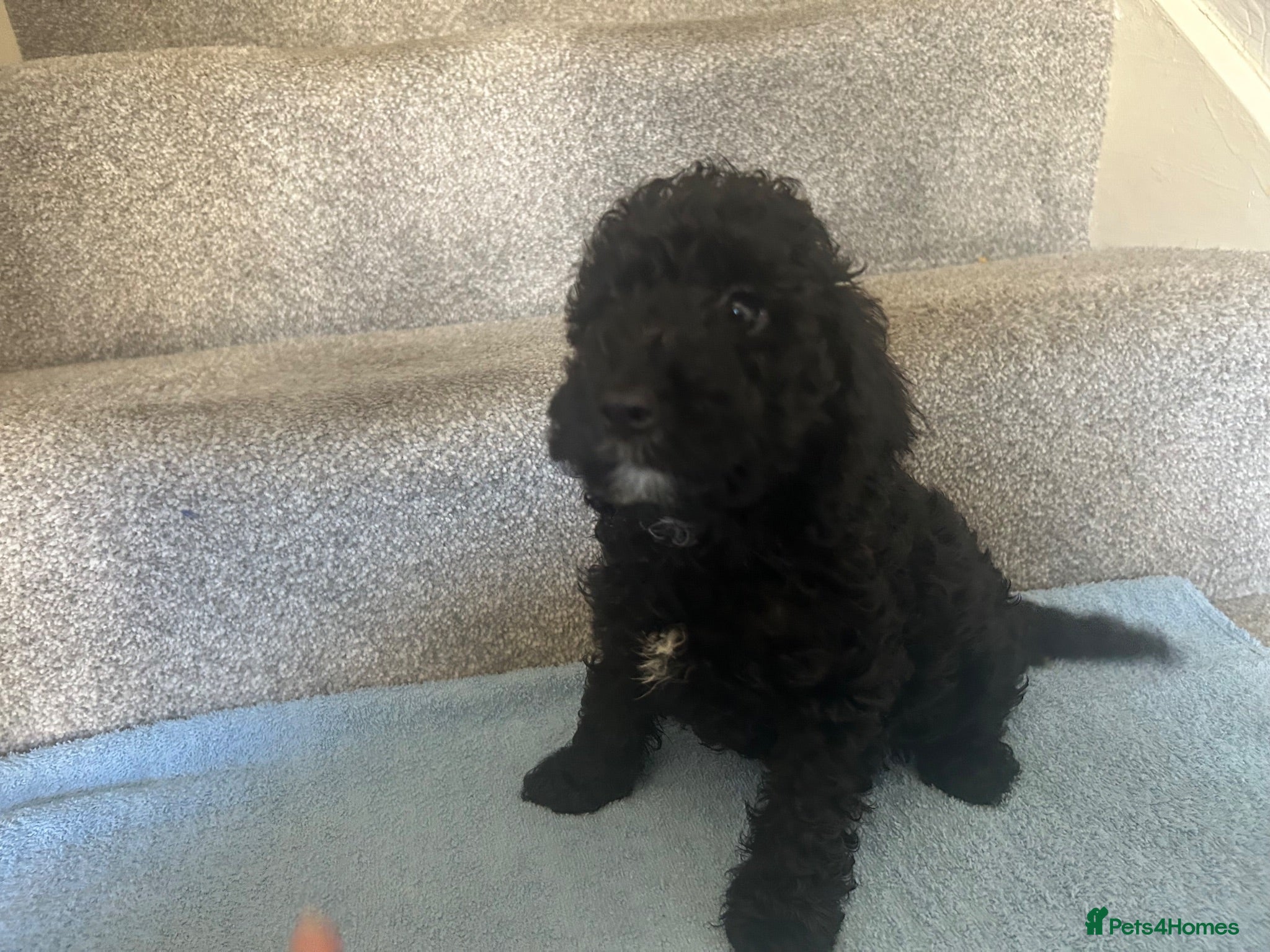 Cockapoo dogs 4 beautiful Cockapoo looking 4 their forever home  - Advert 17