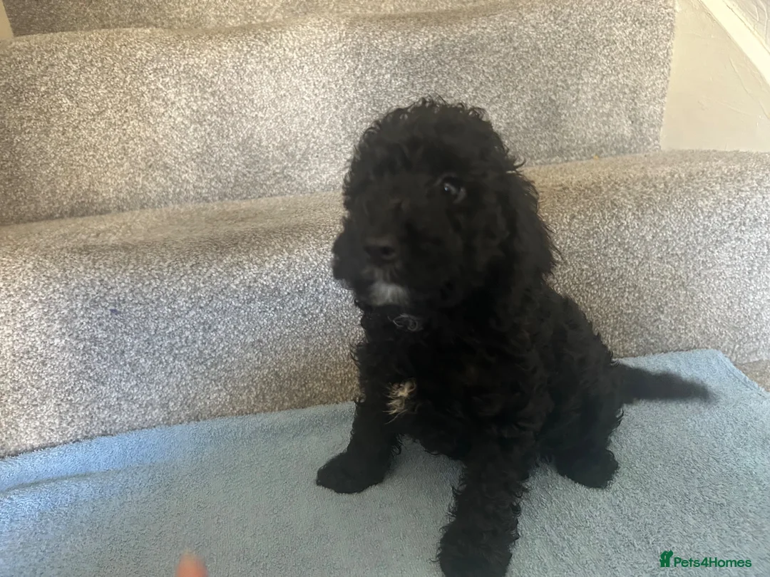 Cockapoo dogs for sale: *500*LAST  2 looking for their forever home  - Advert 1