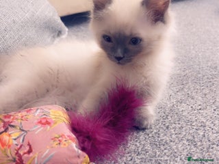 Ragdoll cats Ragdoll baby - Advert 1