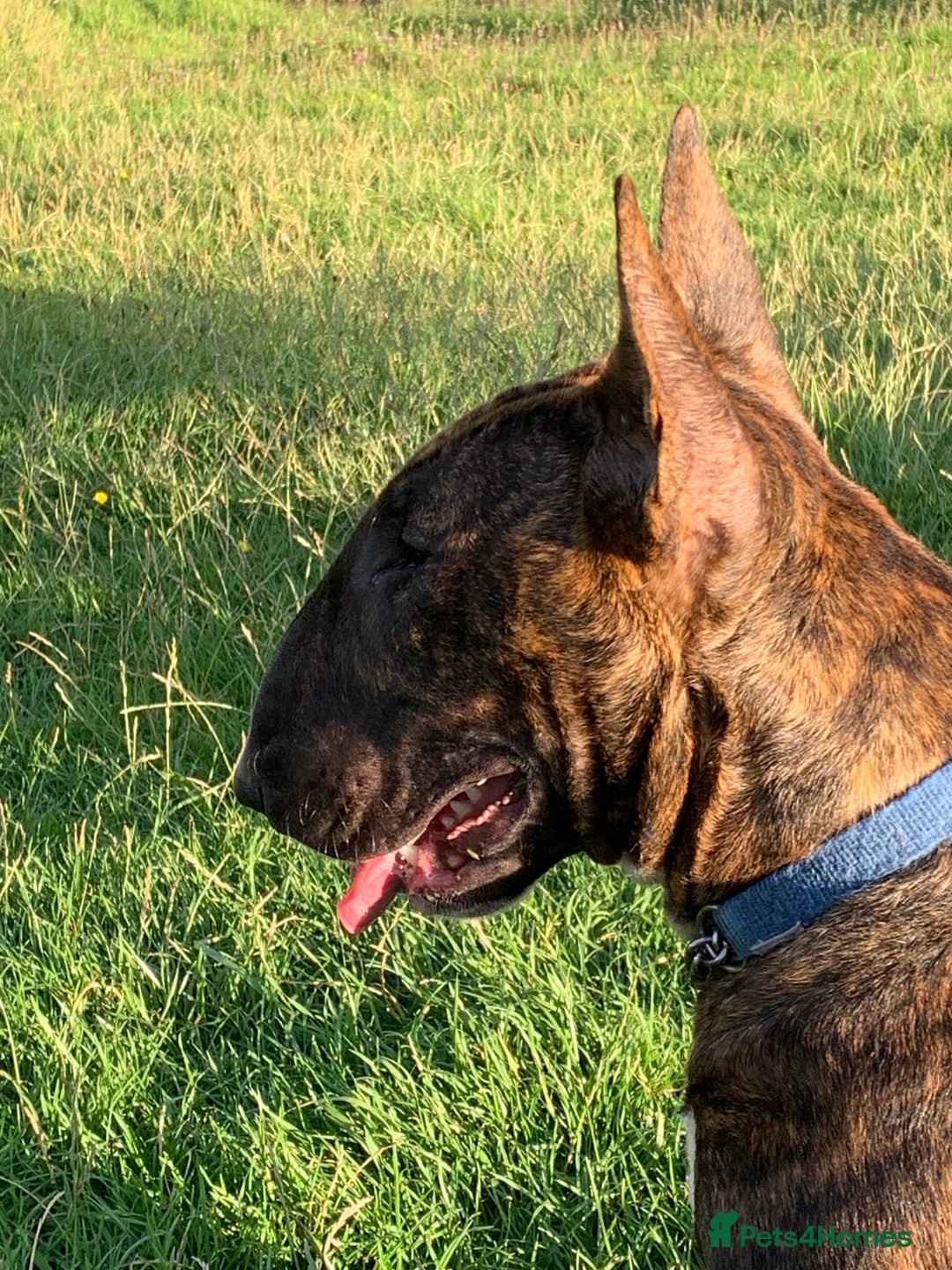 Bull Terrier dogs for sale: Lovely big boned bull terrier  - Advert 1