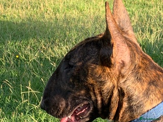 Bull Terrier dogs Lovely big boned bull terrier - Advert 2