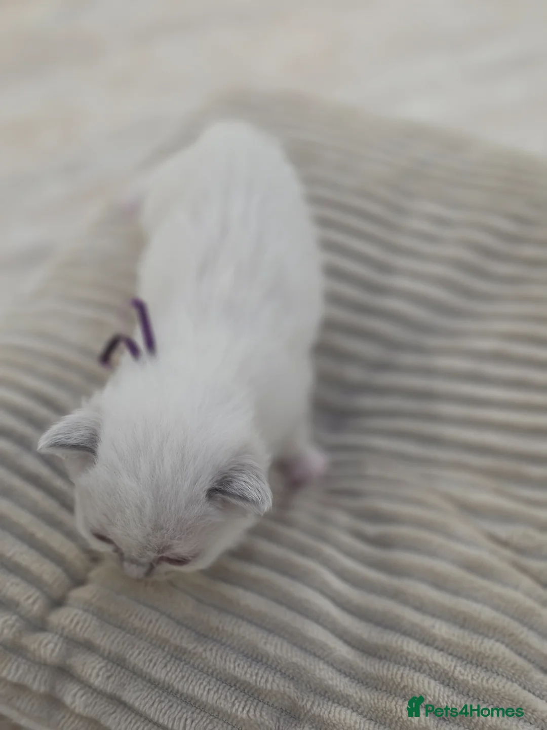 Ragdoll cats for sale: Zamir Ragdoll Family - Advert 40