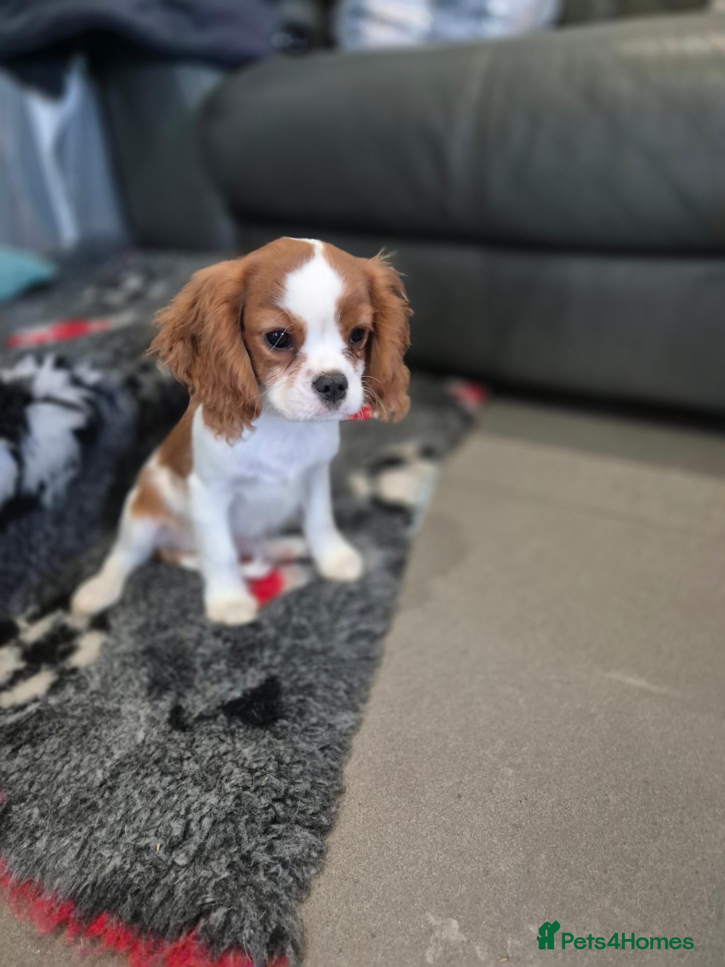 Cavalier King Charles Spaniel dogs Last Fully vac,Cavalier KingCharles Boy ReadyNow - Advert 1
