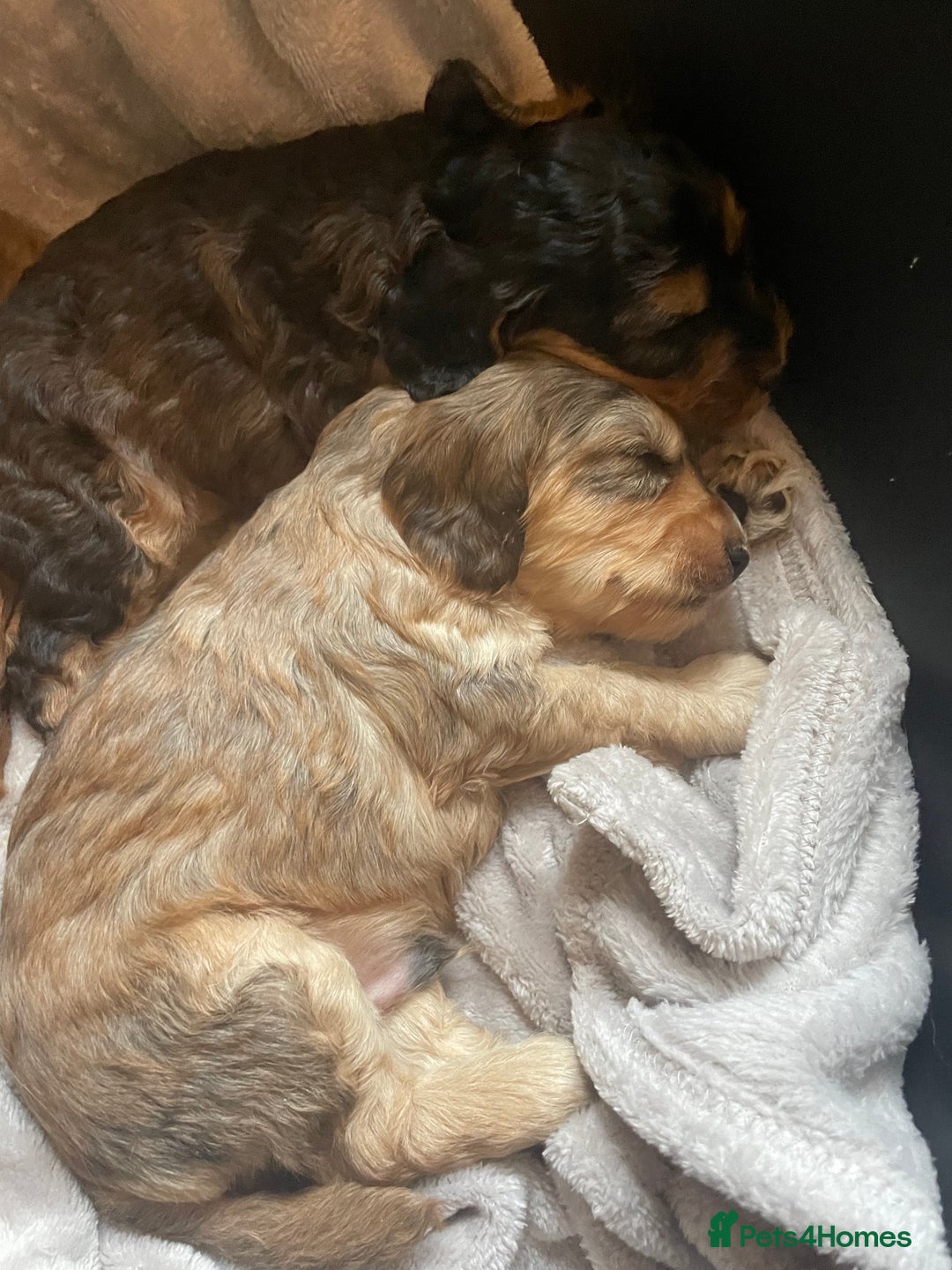 Cockapoo dogs for sale: Stunning sable cockapoos  - Advert 19