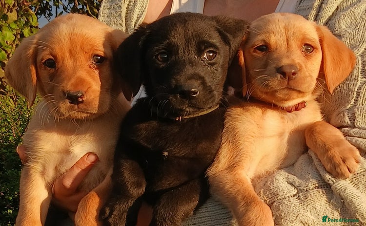 Labrador Retriever dogs - Advert 4