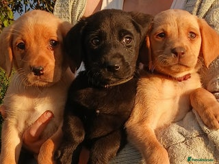 Labrador Retriever dogs - Advert 7