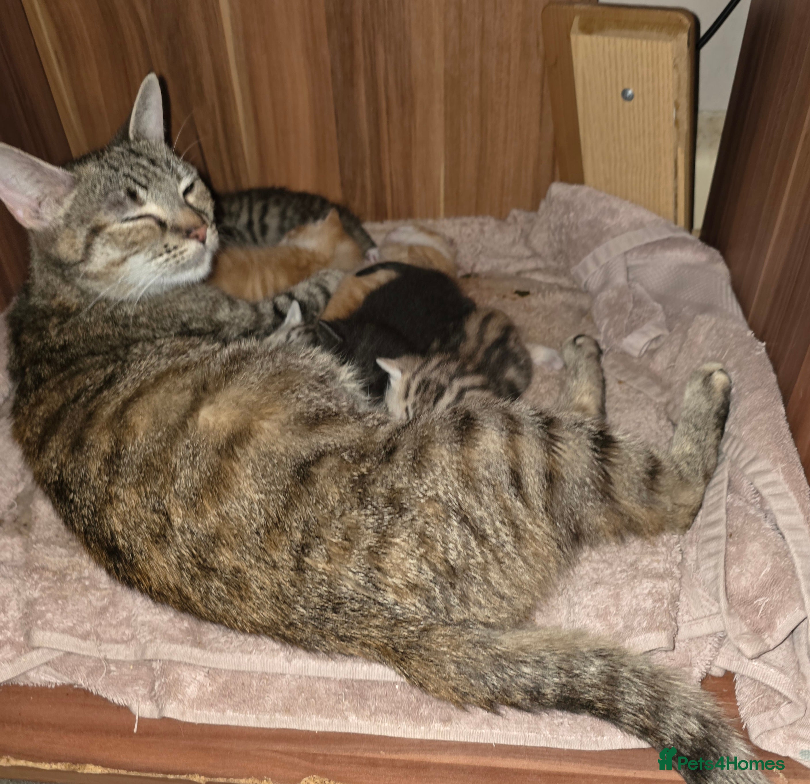 Mixed Breed cats Beautiful kittens  - Advert 1