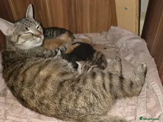 Mixed Breed cats Beautiful kittens - Advert 1