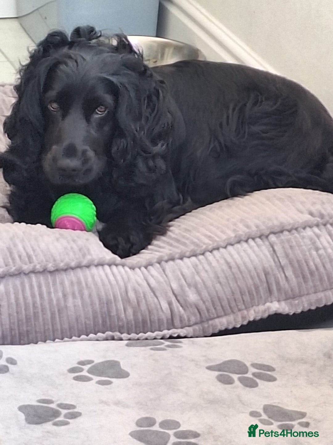 Mixed Breed dogs for sale: Bull sprocker puppies  - Advert 4