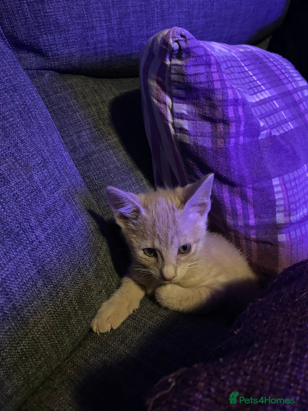 Mixed Breed cats for sale: Last little boy looking for forever home - Advert 8