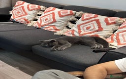 British Shorthair cats for sale: Fluffy British Shorthair Kitten  - Advert 8