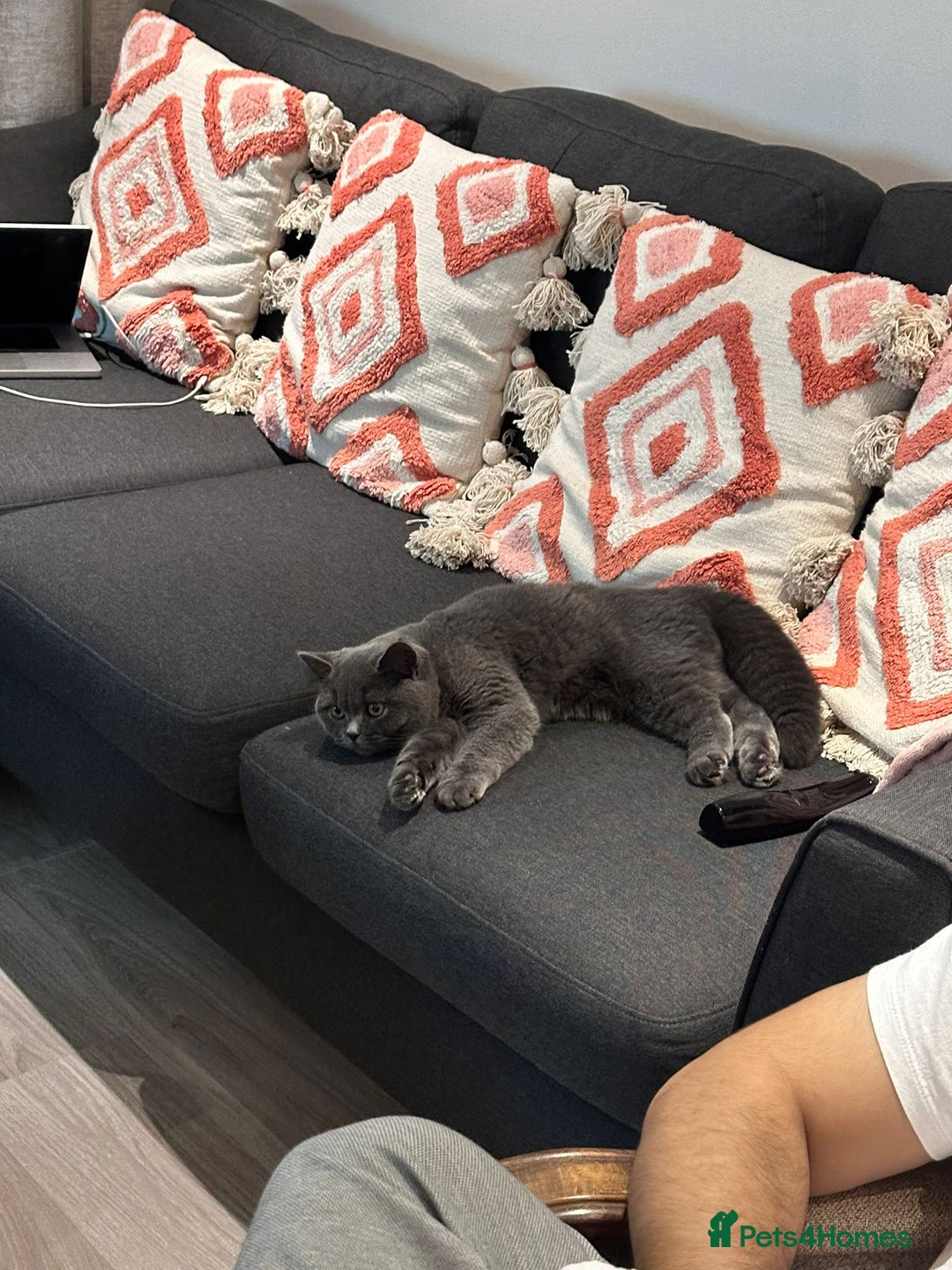 British Shorthair cats for sale: Fluffy British Shorthair Kitten  - Advert 8