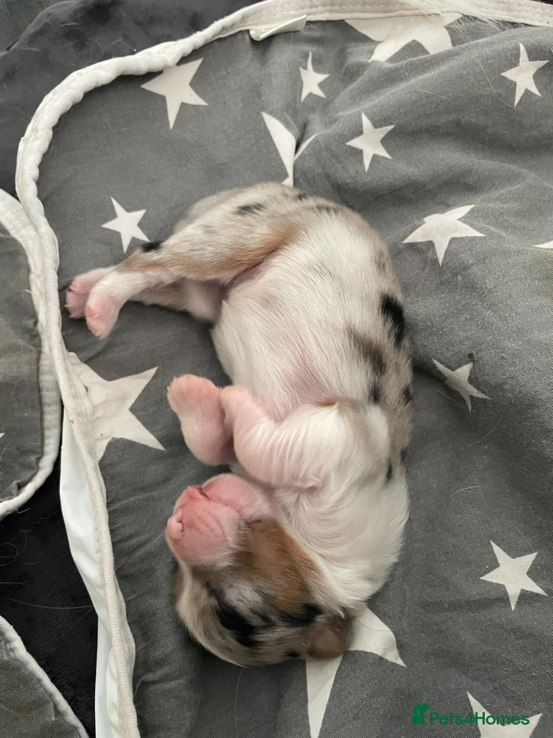 Australian Shepherd dogs for sale: Australian Shepherd puppies - Advert 10