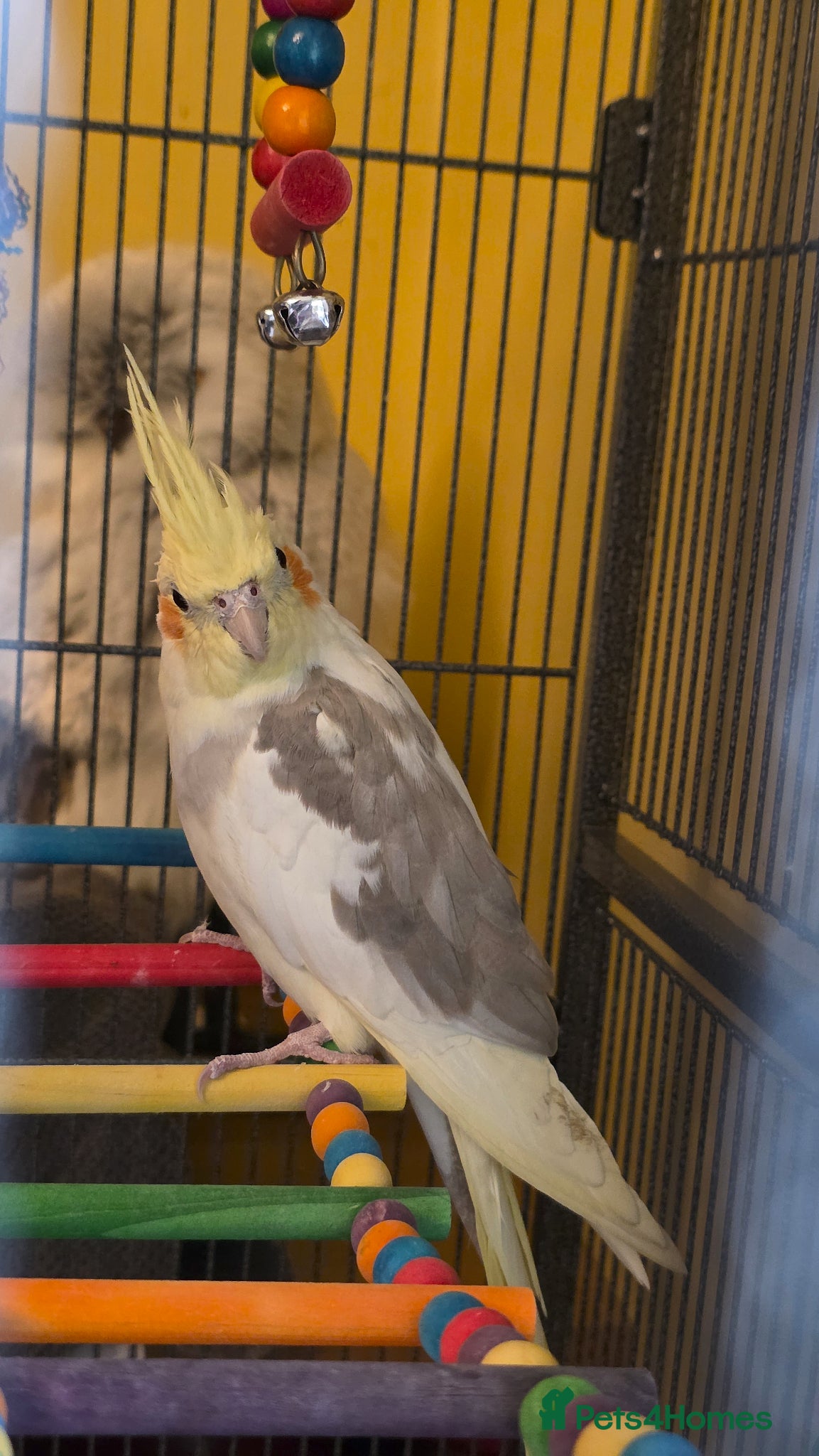 Cockatiels birds for sale: Stunning Pied Cockatiel Born January, Breeder Bred - Advert 9