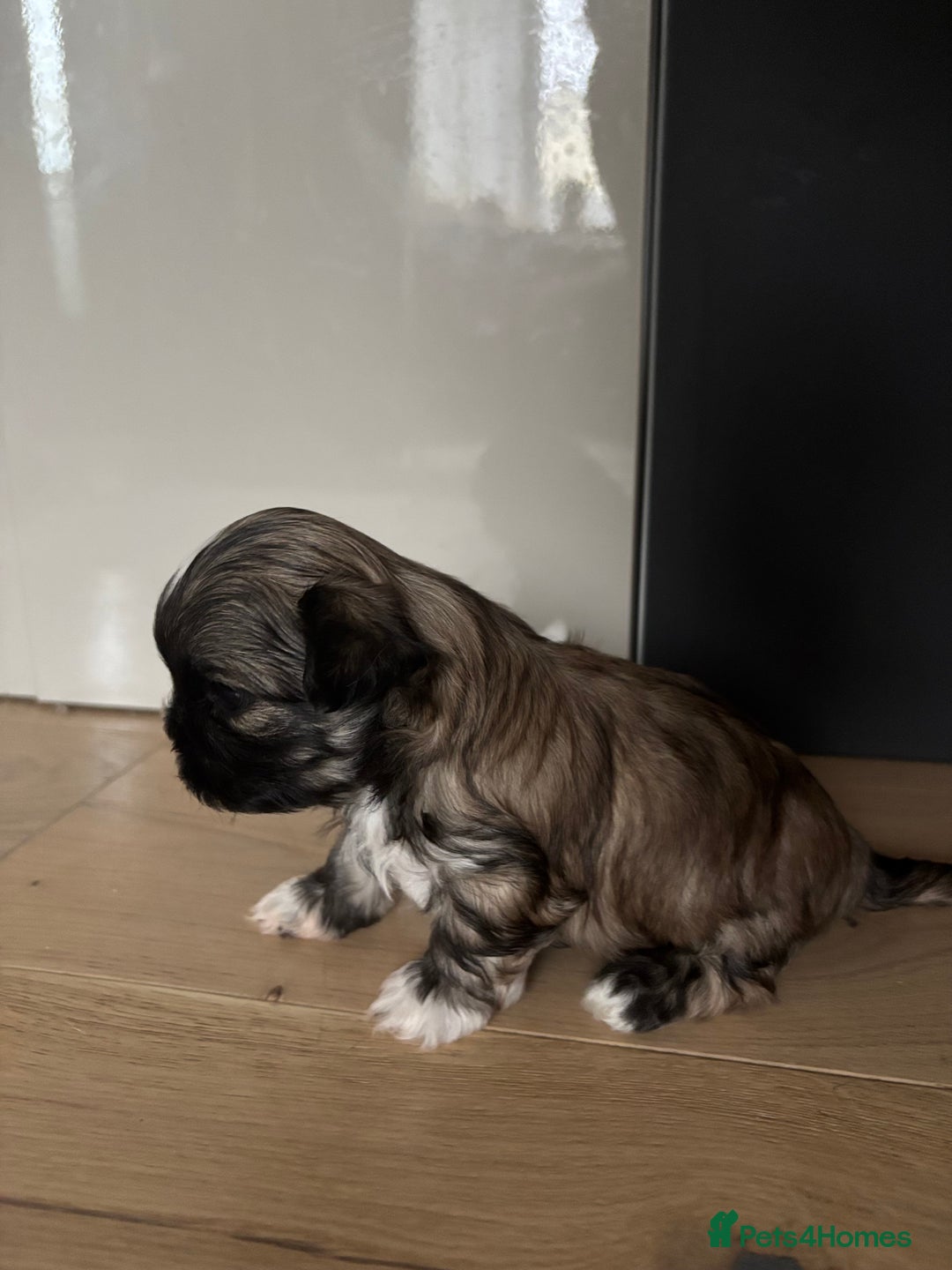Shih Tzu dogs for sale: 💖 Imperial Shih Tzu Puppies 2 boys and 2 girls - Advert 24