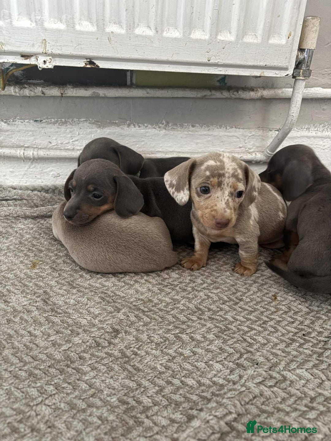 Miniature Dachshund dogs for sale: Miniature Dachshund puppies - Image 16