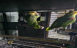 Parrots birds for sale: Proven Pair Double yellow headed Amzon (Amazon) - Image 4