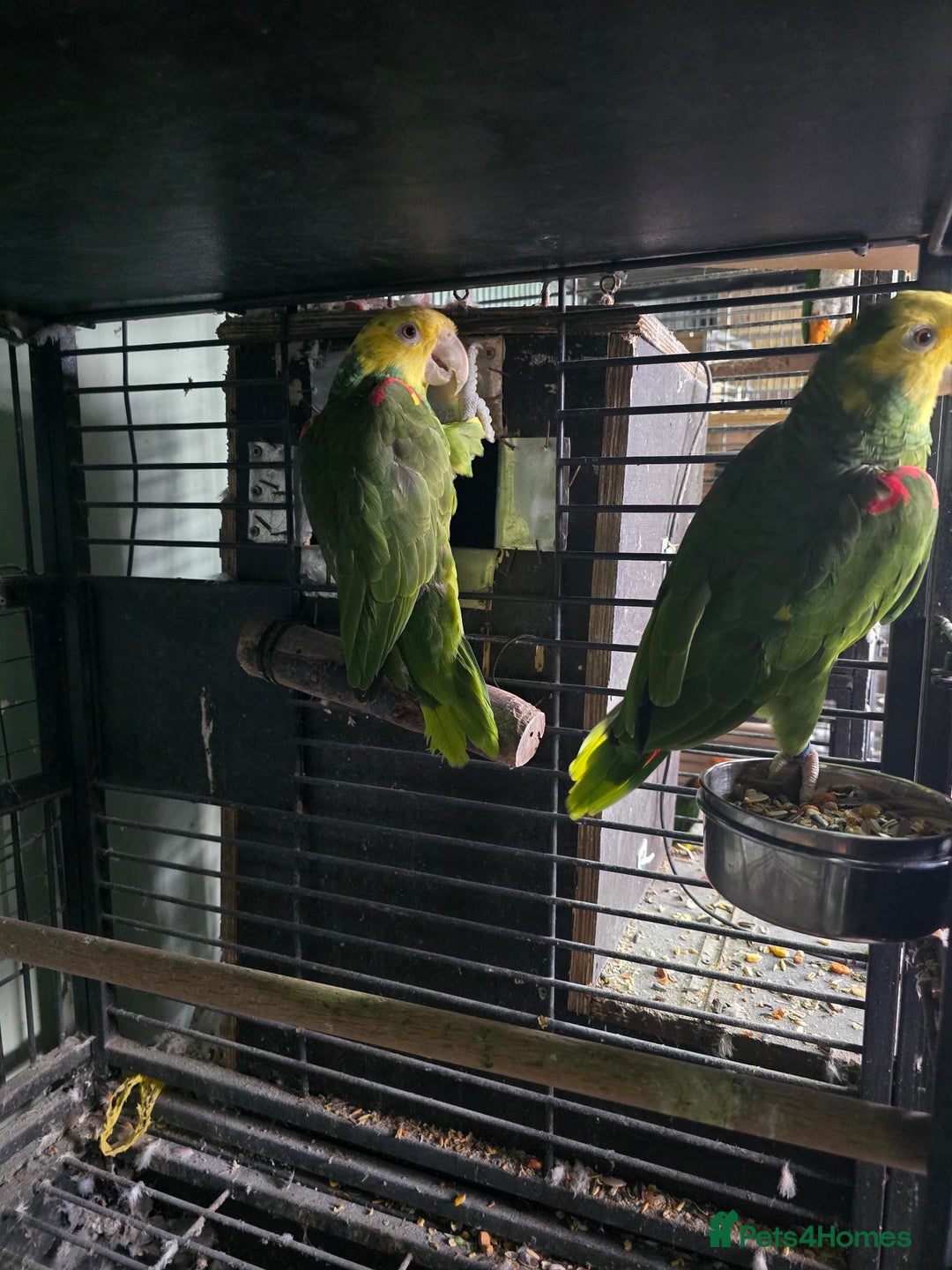 Parrots birds for sale: Proven Pair Double yellow headed Amzon (Amazon) - Image 4