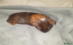 Guinea Pig rodents for sale: Baby guinea pigs - Image 3