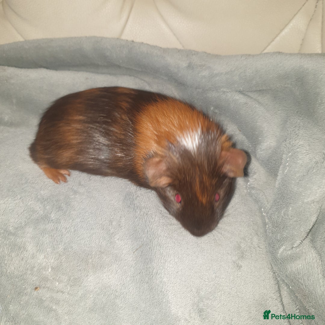 Guinea Pig rodents for sale: Baby guinea pigs - Image 3