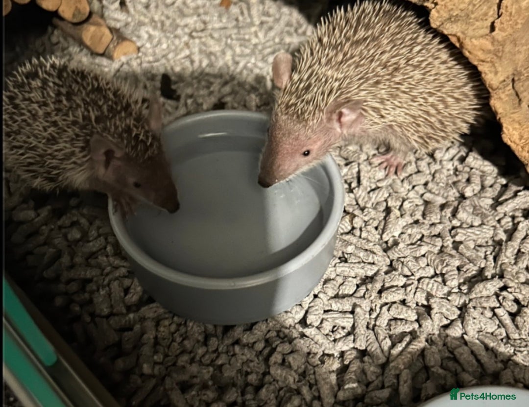 Mixed Breed rodents for sale: Lesser hedgehog tenrec - Advert 2